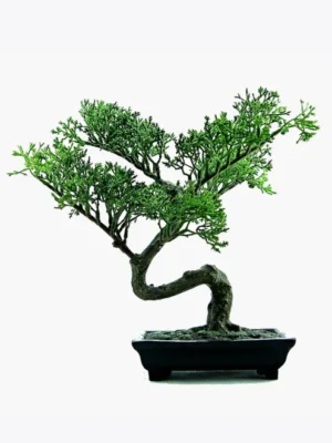 product-image-2_optimized Extractos Naturales